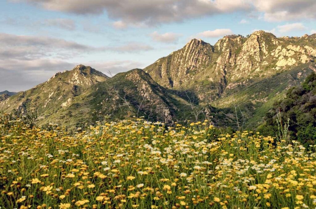 Blooming wildflowers in the Santa Monica Mountains on a partly cloudy day.